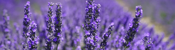 “Rest Time” By Lisa&nbsp;Tomey-Zonneveld