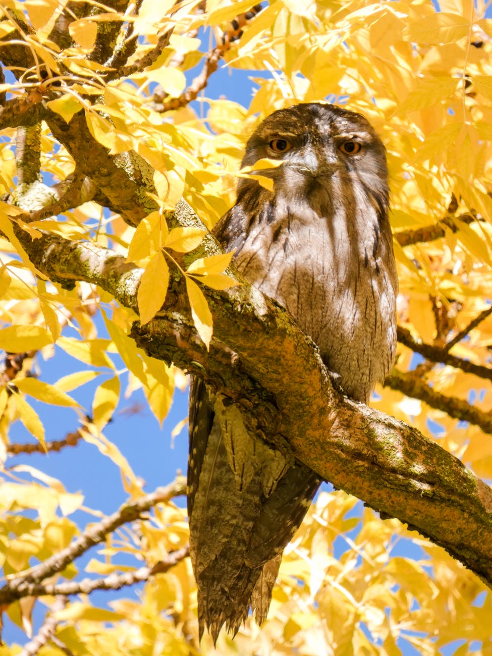 “THE TAWNIES” by Catherin J Pascal Dunk