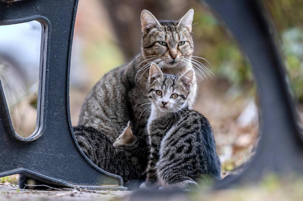 5 Poems by Yongbo&nbsp;Ma