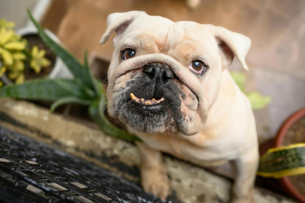 “Before the Rain: A Diptych” by Dale Scherfling