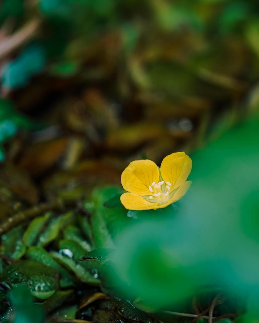 Go Ask The Crow by Kushal&nbsp;Poddar