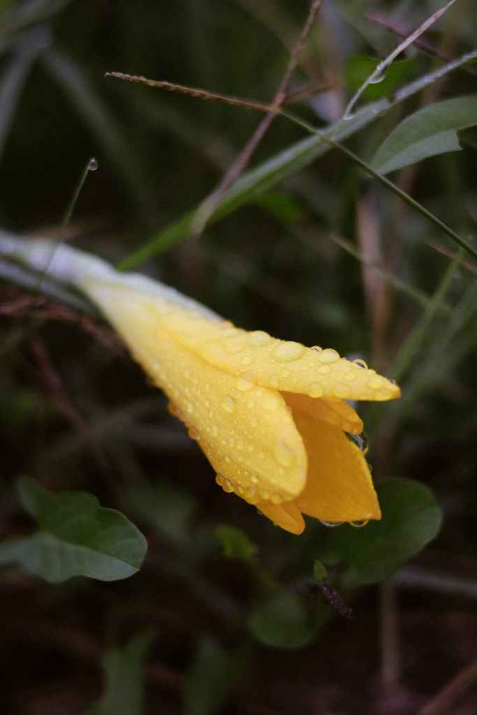 Video 2 “a butterfly on my skin, Book 2” by Christina Chin and M. R.&nbsp;Defibaugh