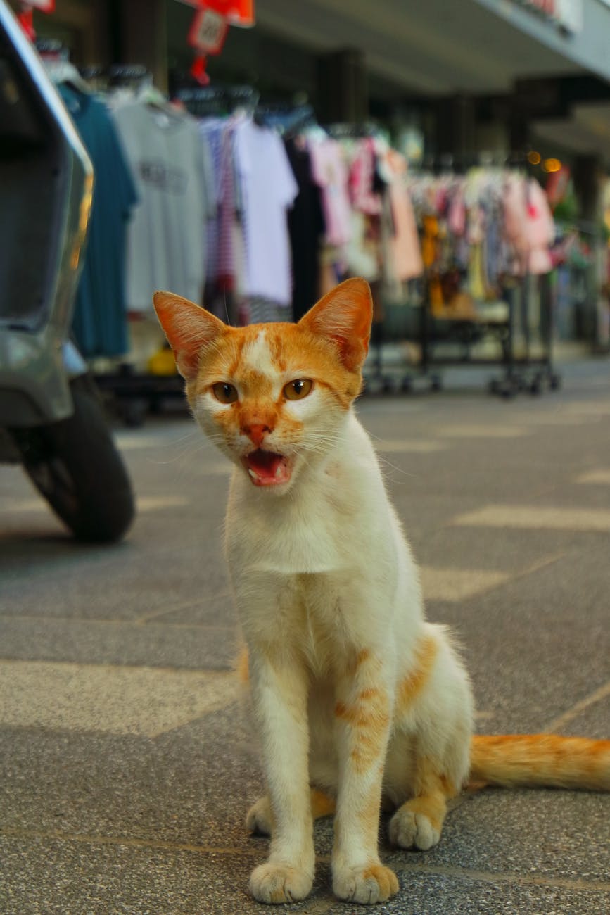 “The heart-wrenching cries of a street cat” by Pegah Rahmati&nbsp;Nezhad