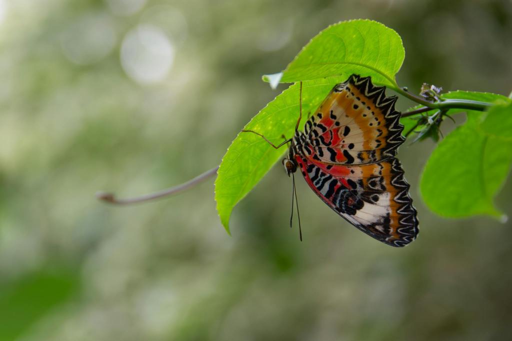 Forever Young by Luisa&nbsp;Zambrotta