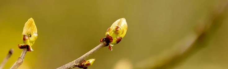 Buds of hope by Susana&nbsp;Cabaço