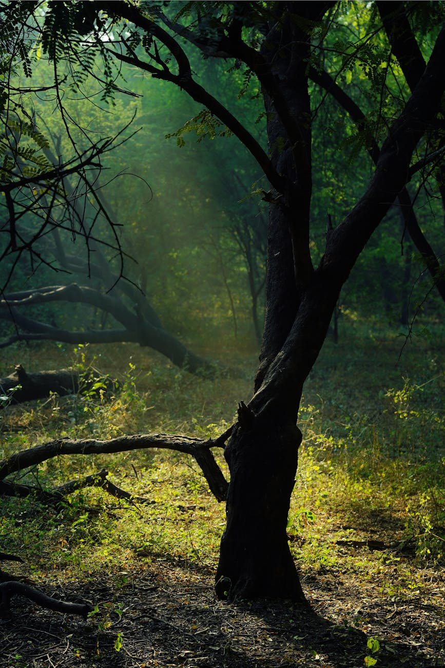 «The Shameplant’s Confession» by Alexis&nbsp;Araneta