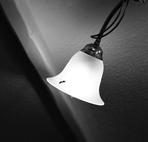 A plain white light fitting with a wasp silhouetted against the light.