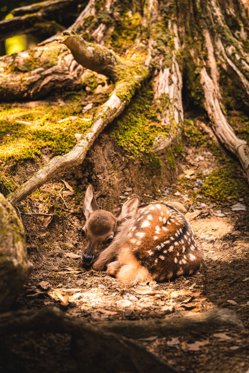 “The Fawn in the Forest” by Matias&nbsp;Travieso-Diaz