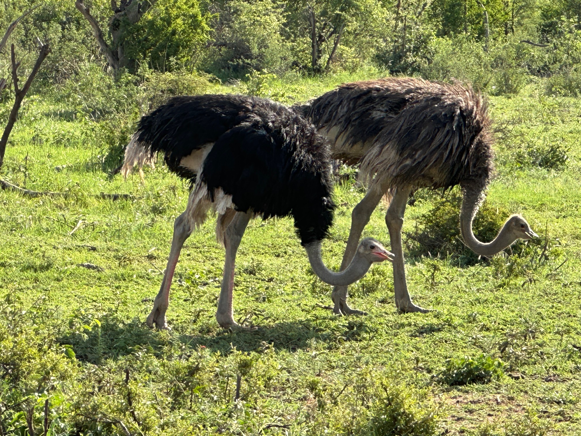 A breeding pair of ostriches. The male is has black and white feathers. The female is less showy with brown and white feathers. 