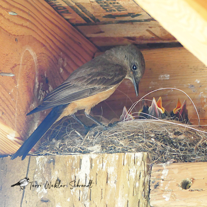 A delightful photograph of a mother garden bird feeding her chicks in the nest build in the eves of a house.