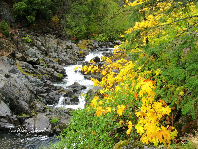 A beautiful photograph of the Snake River depicting the grey rocks with the river bubbling between them and the early autumn foliage in yellows and greens with a splash of orange.