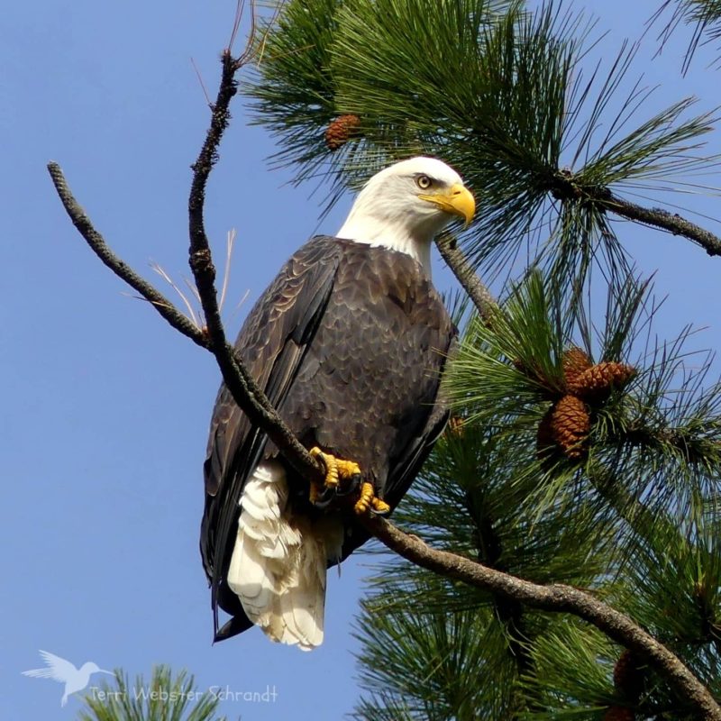 A wonderful photograph of an American bald eagle on a branch showing the predatory look in its yellow eyes.