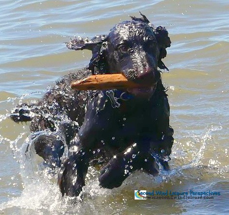 A picture of a black spaniel, Brodie, with a stick in his mouth, coming out of the ocean.