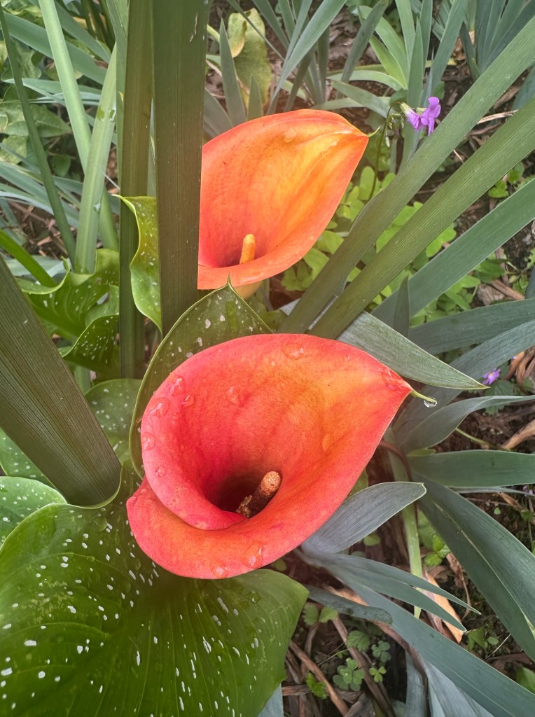 Two orange arum lilies with streaks of yellow.