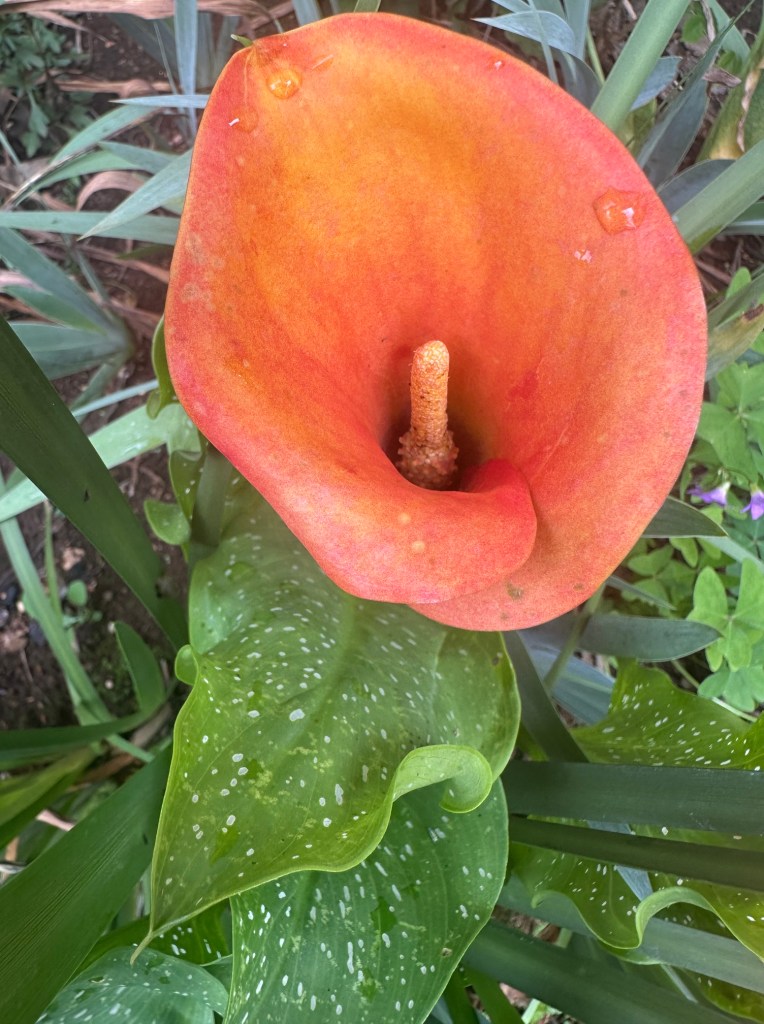 A close up of a single orange arum lily
