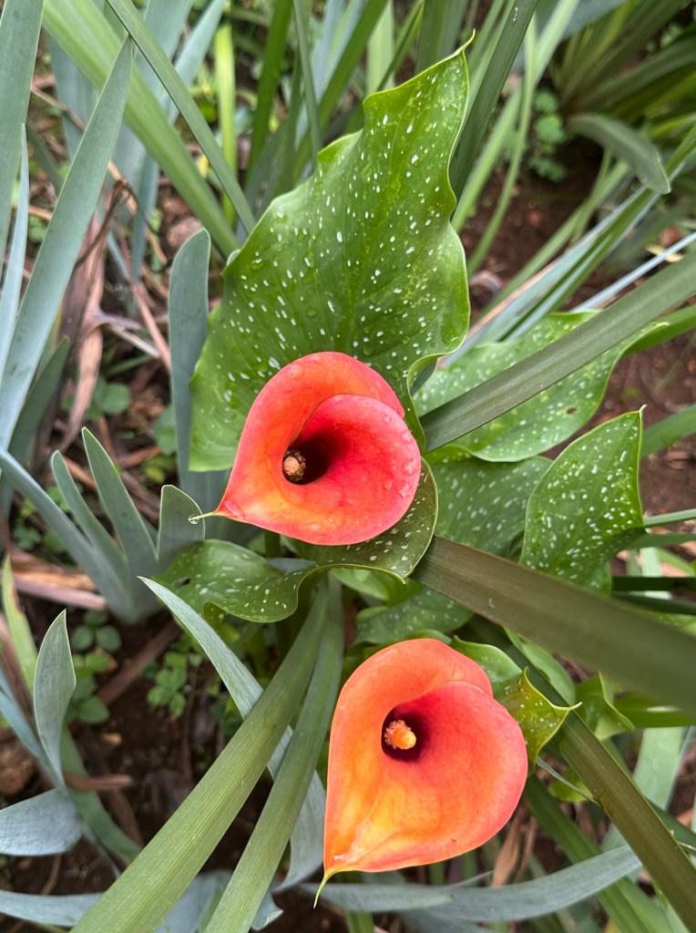 Two orange and yellow streaked arum lilies from a greater distance