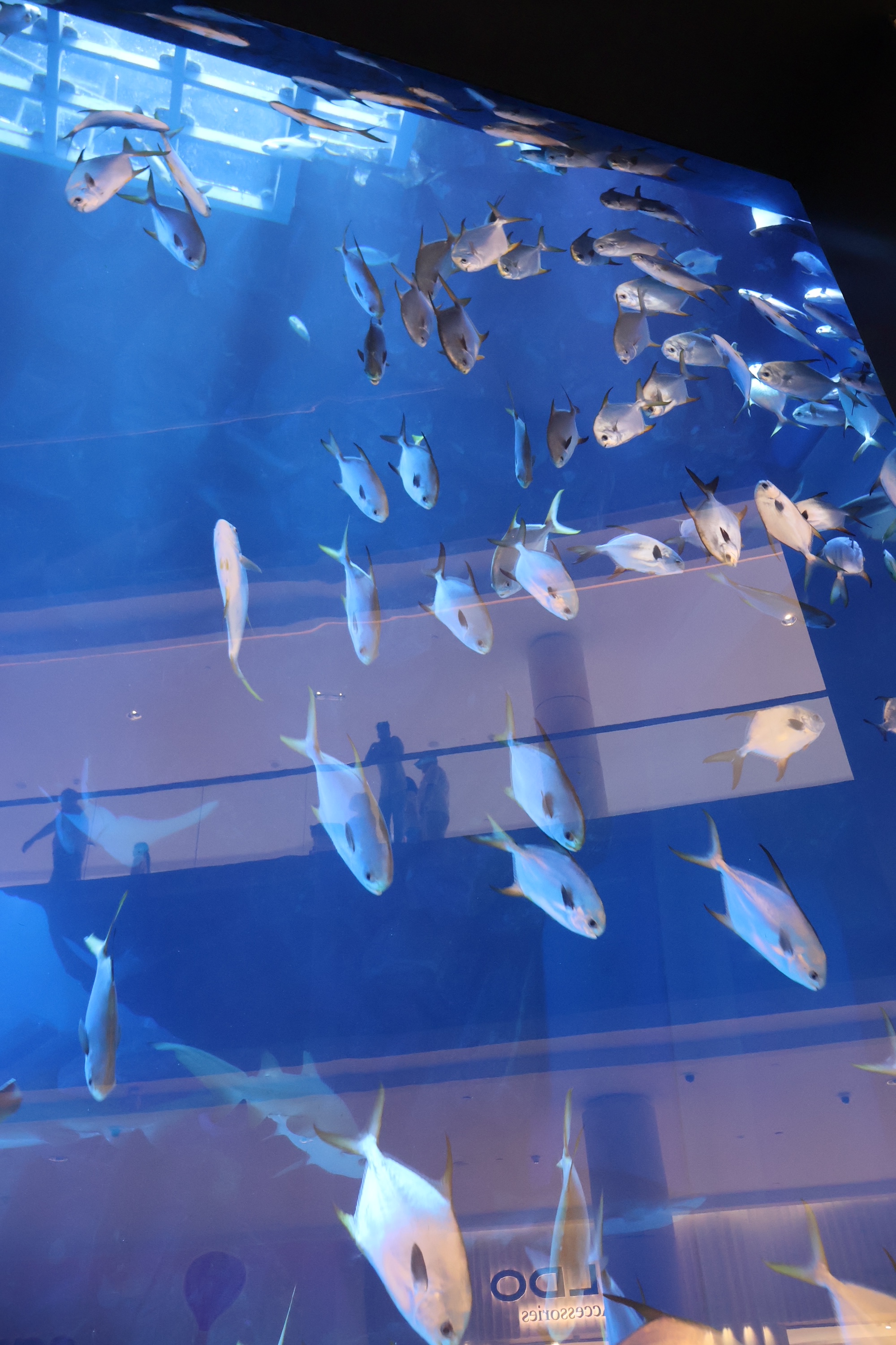A school of fish swimming downwards in a tank