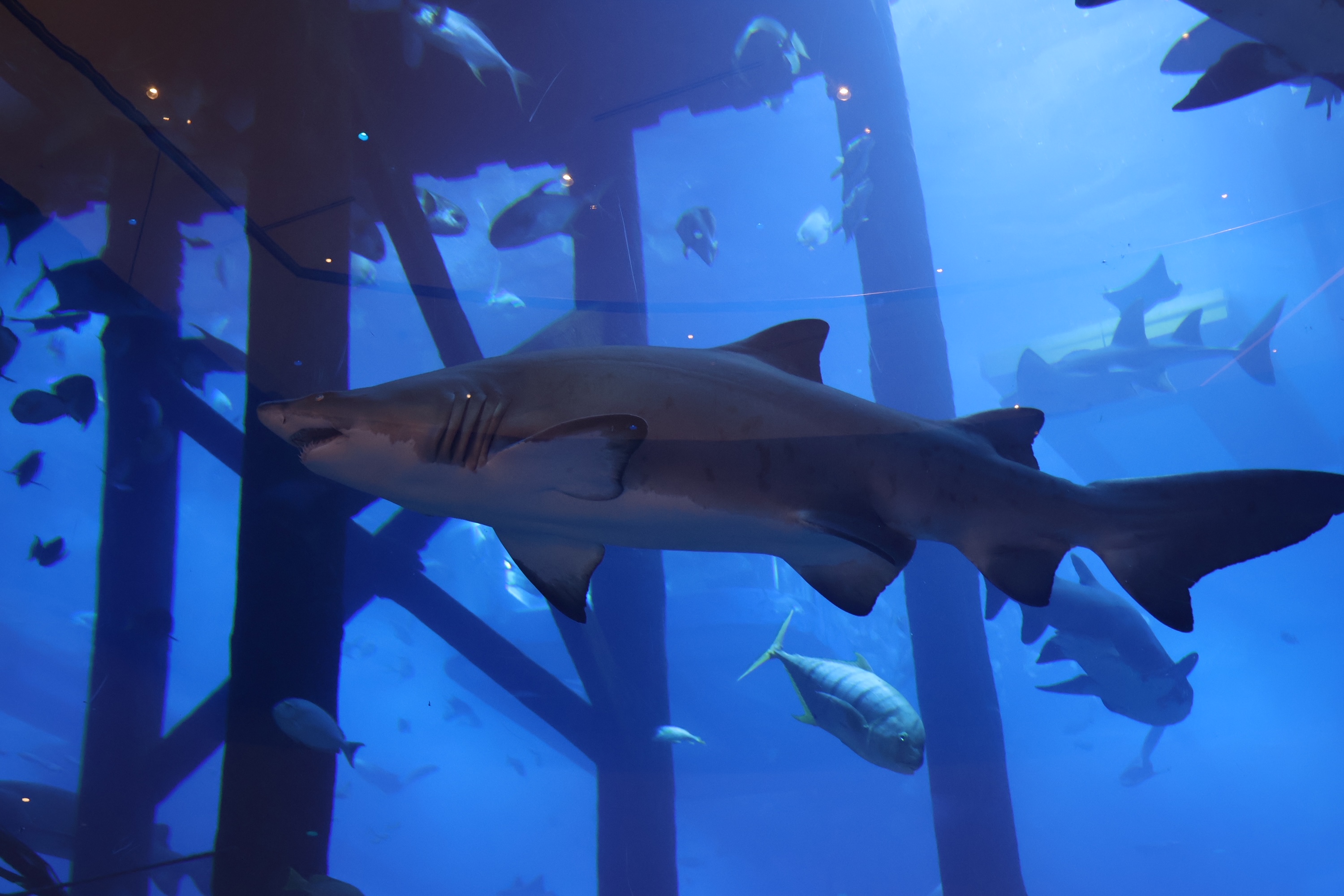 A shark swimming towards the left of the tank