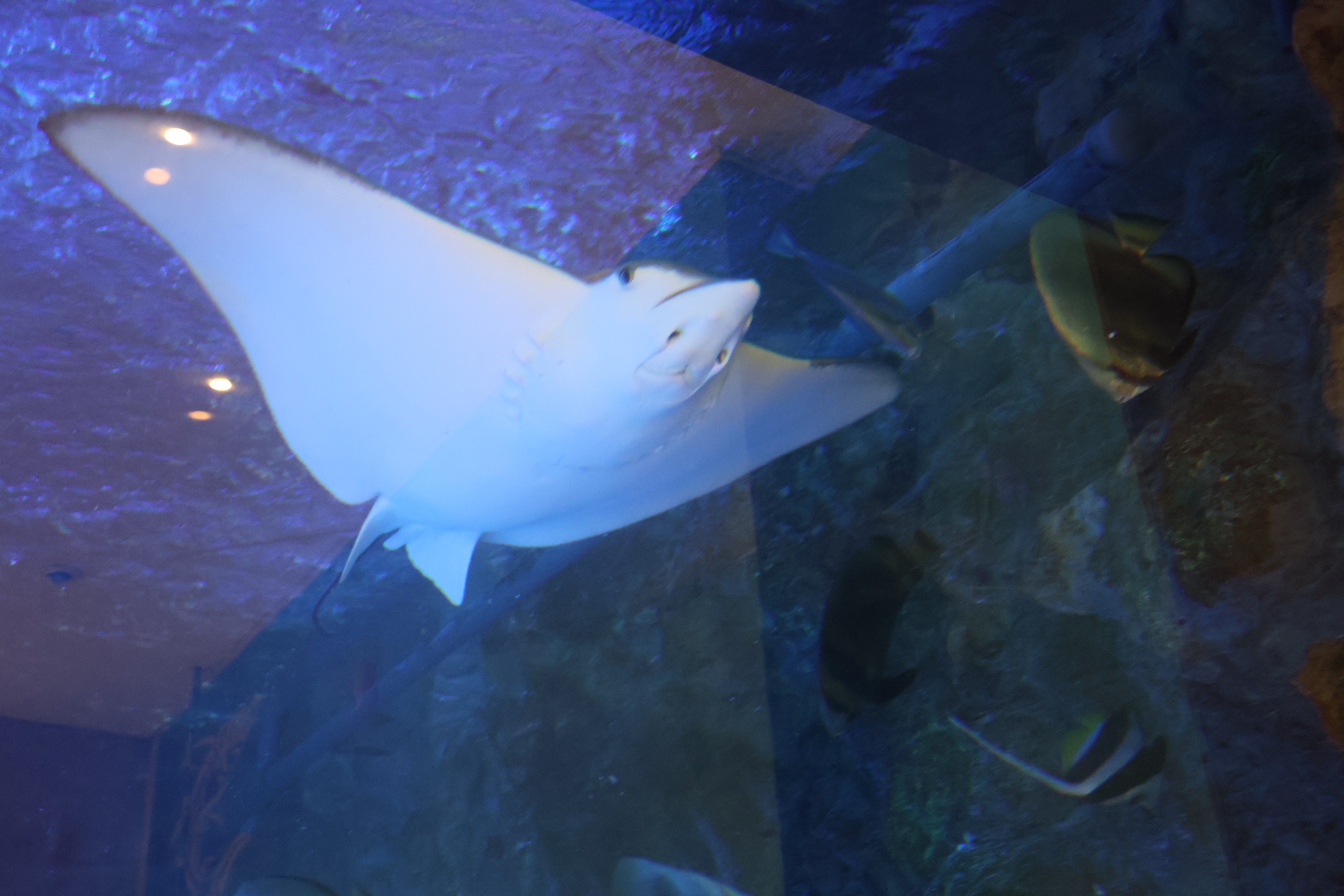 Underside of a stingray swimming in a tank