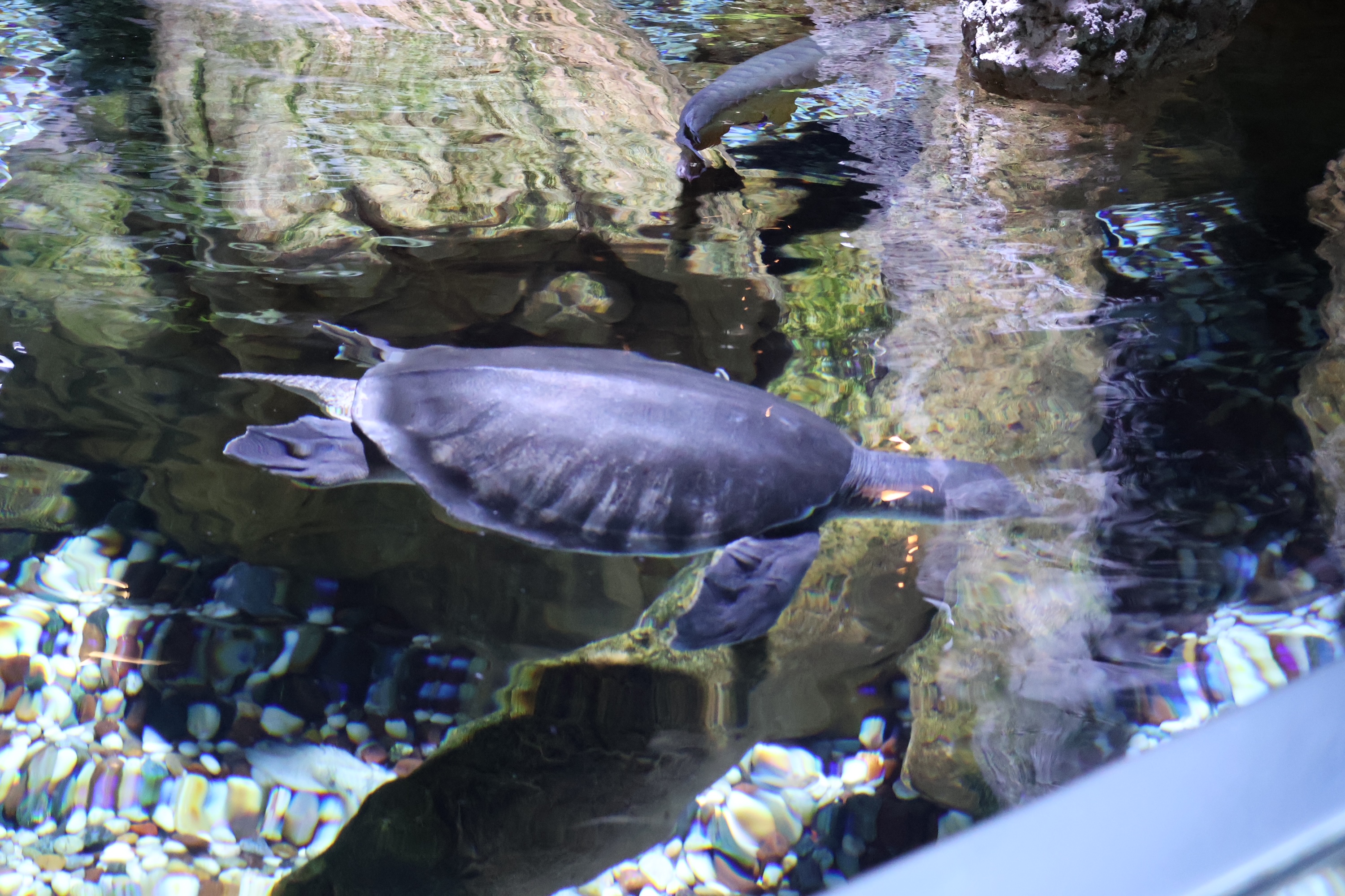 A different picture of the turtle swimming downwards in the tank