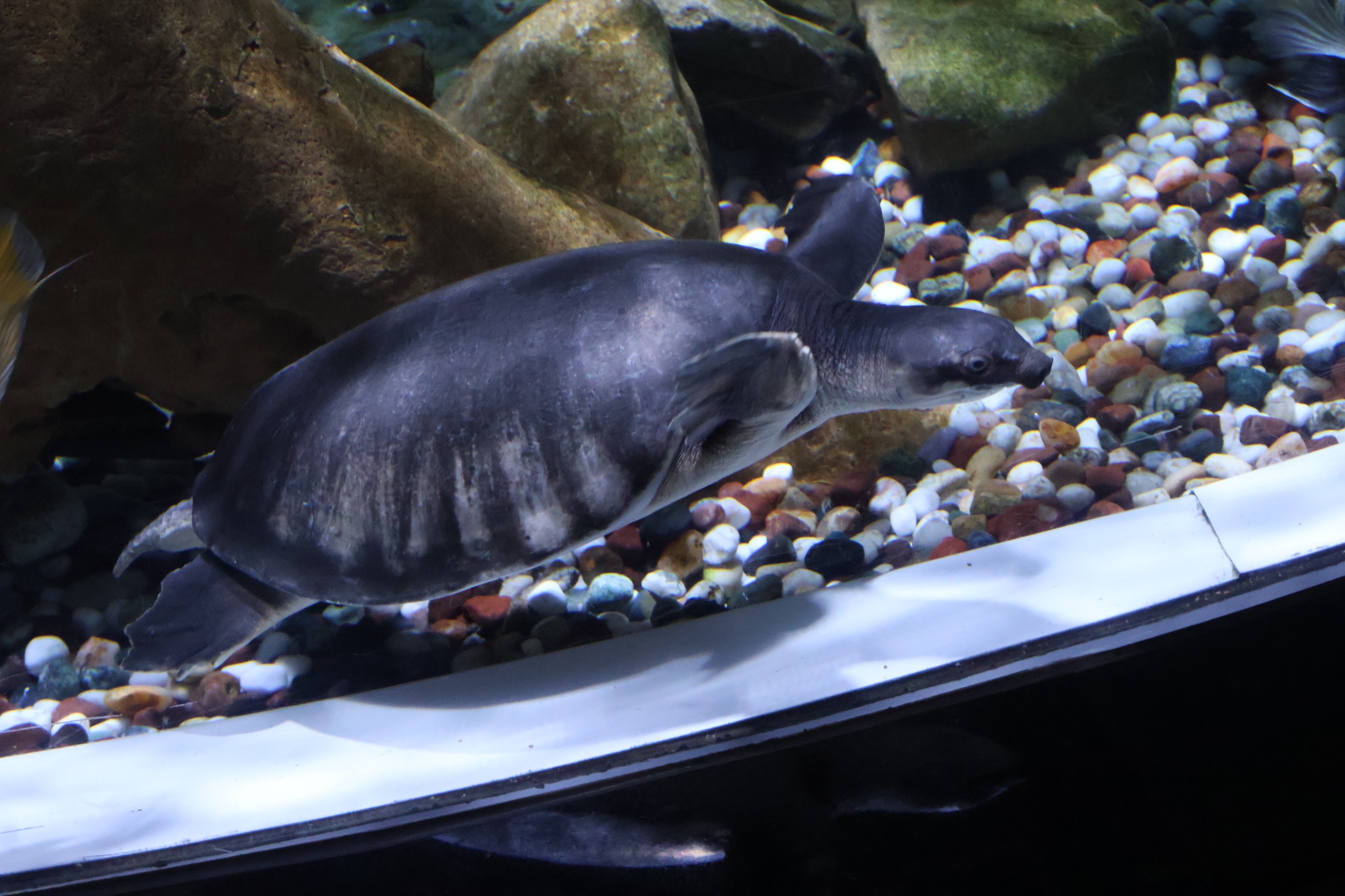 A turtle swimming in a tank