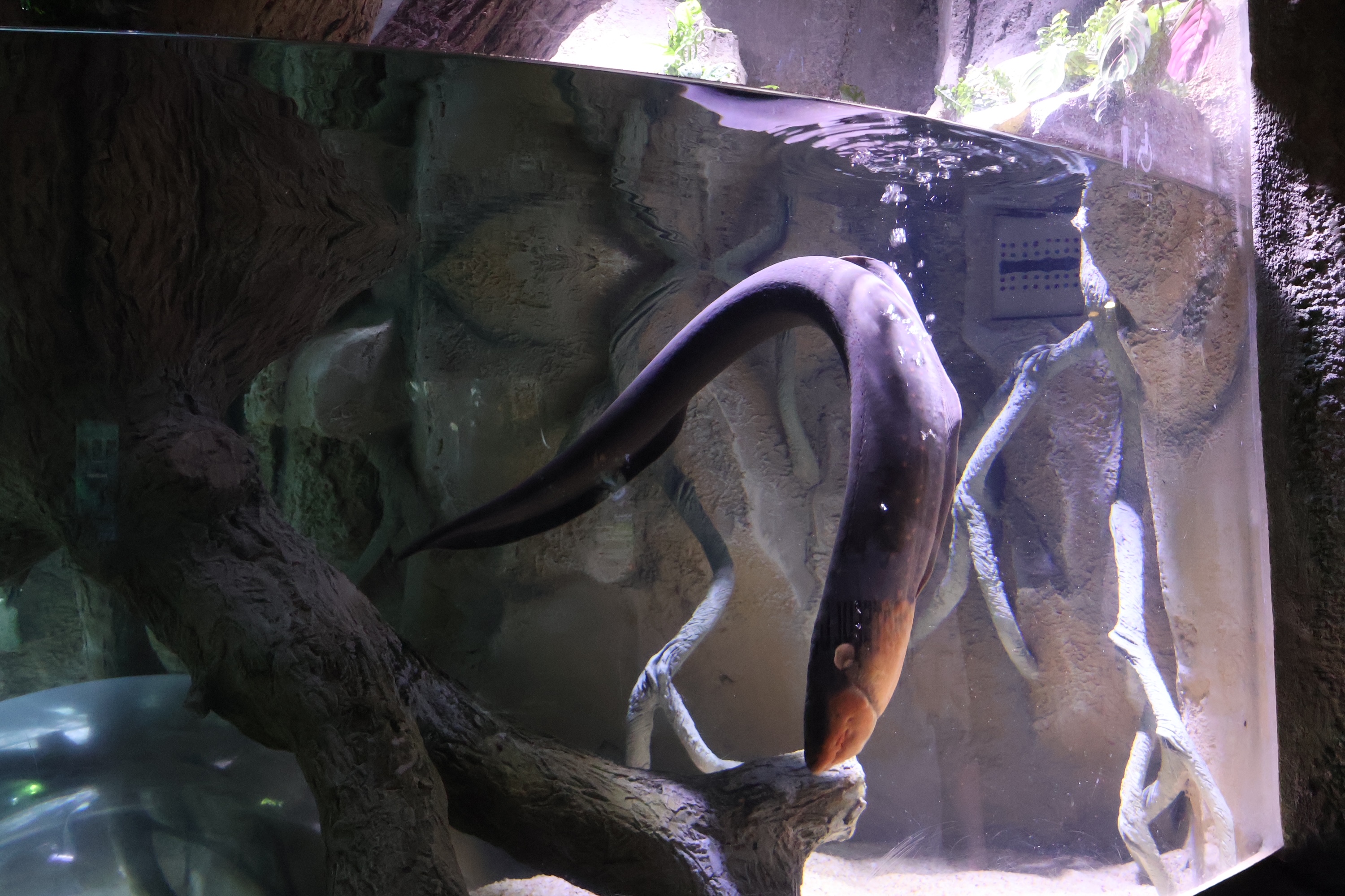 A large eel in a tank