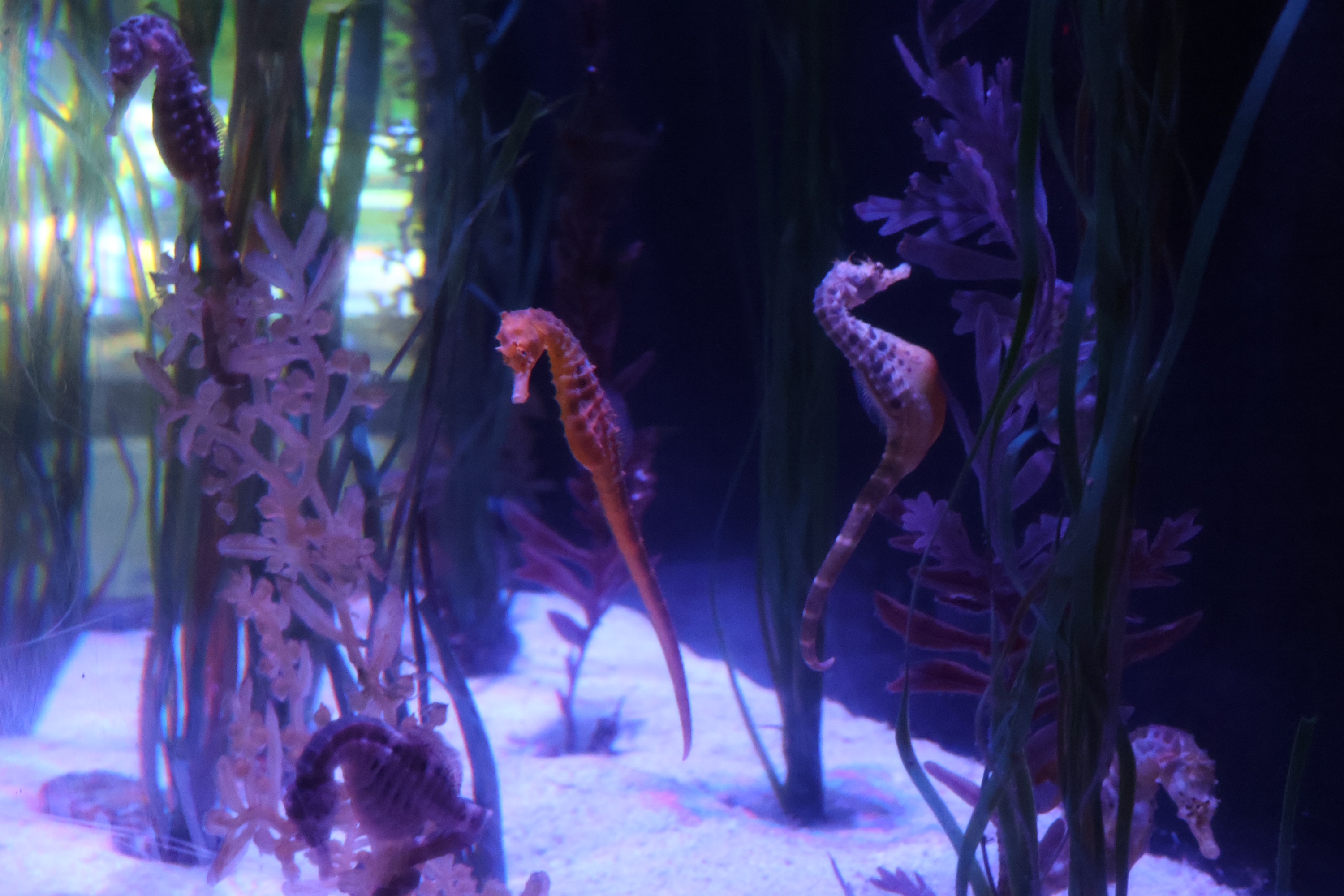 A different photograph of the two cute seahorses