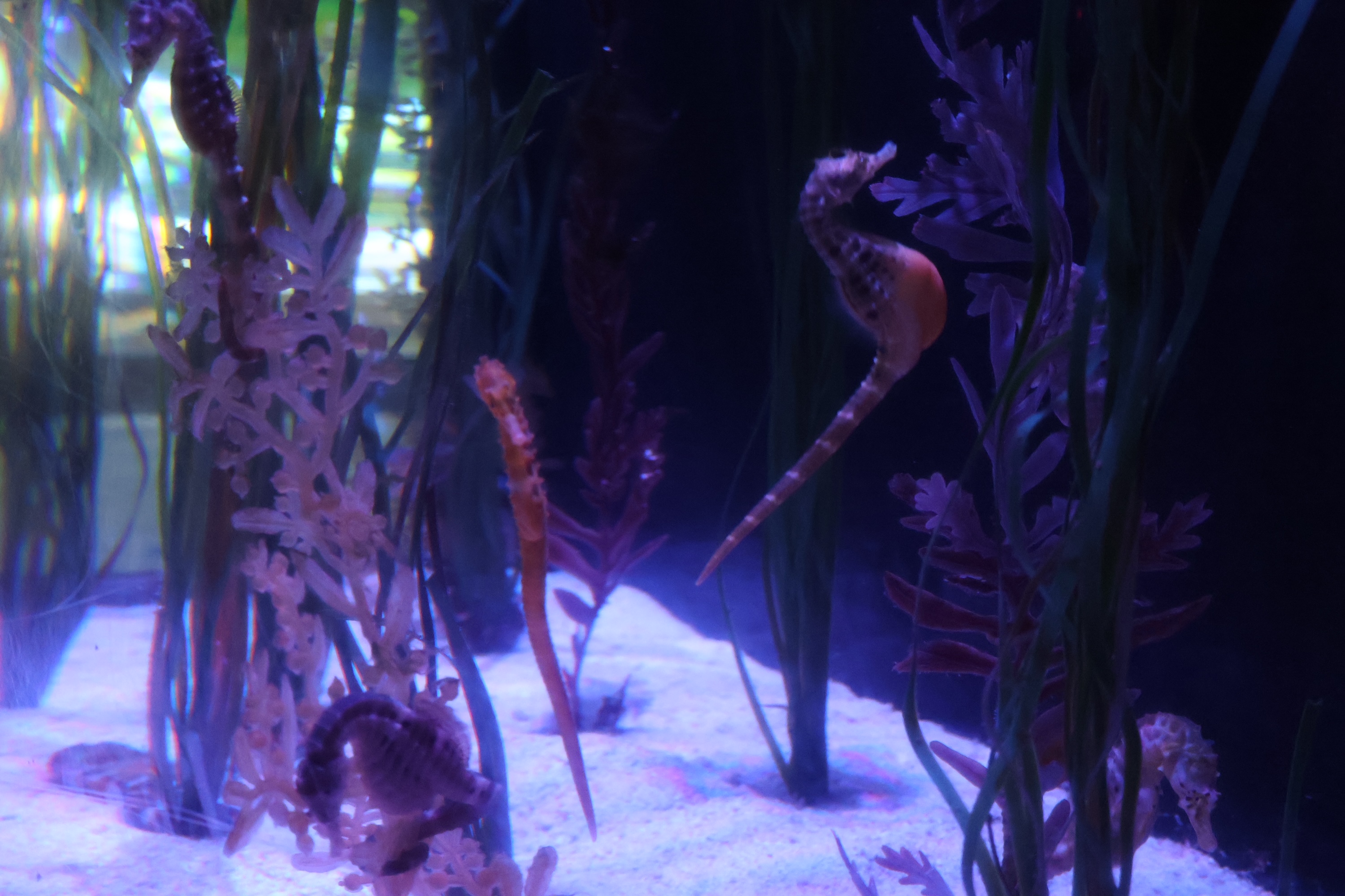 Two sea horses in a tank