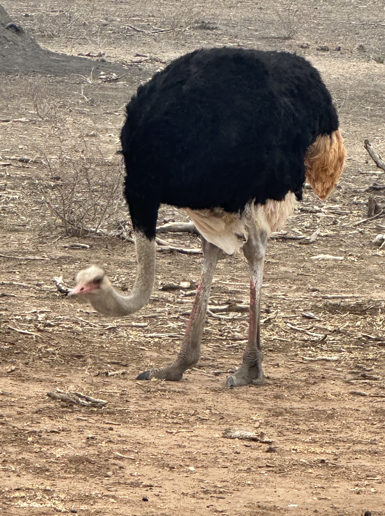 A male ostrich with magnificent black and white feathers.