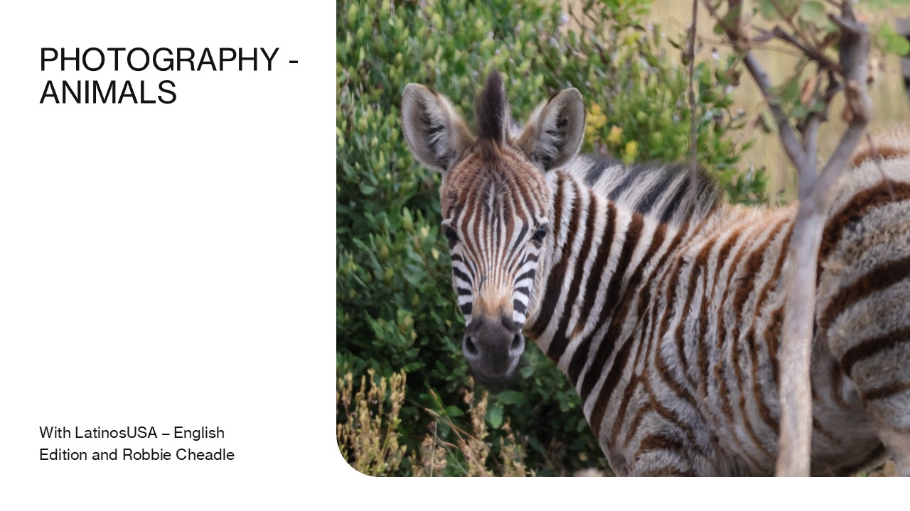 Banner for Photography Animals featuring a zebra foal