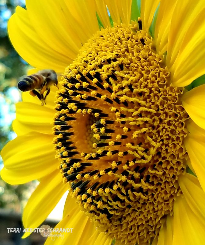 Extreme close up of a bee zooming towards the centre of a yellow sunflower. The photograph captures the black and yellow colours of both perfectly.