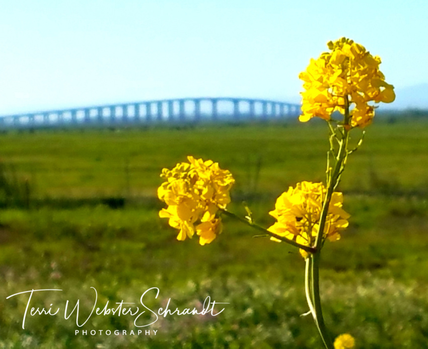 A close up of three yellow flowers against a background of a blurred bridge.