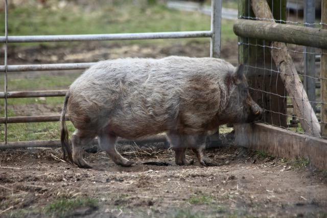 Close up of a boar 