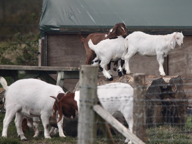 Butting goats and climbing kids