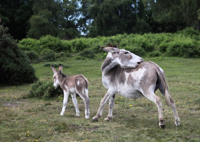 A donkey scratching itself and its tiny foal