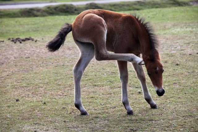Foal with its leg lifted to scratch its ear.
