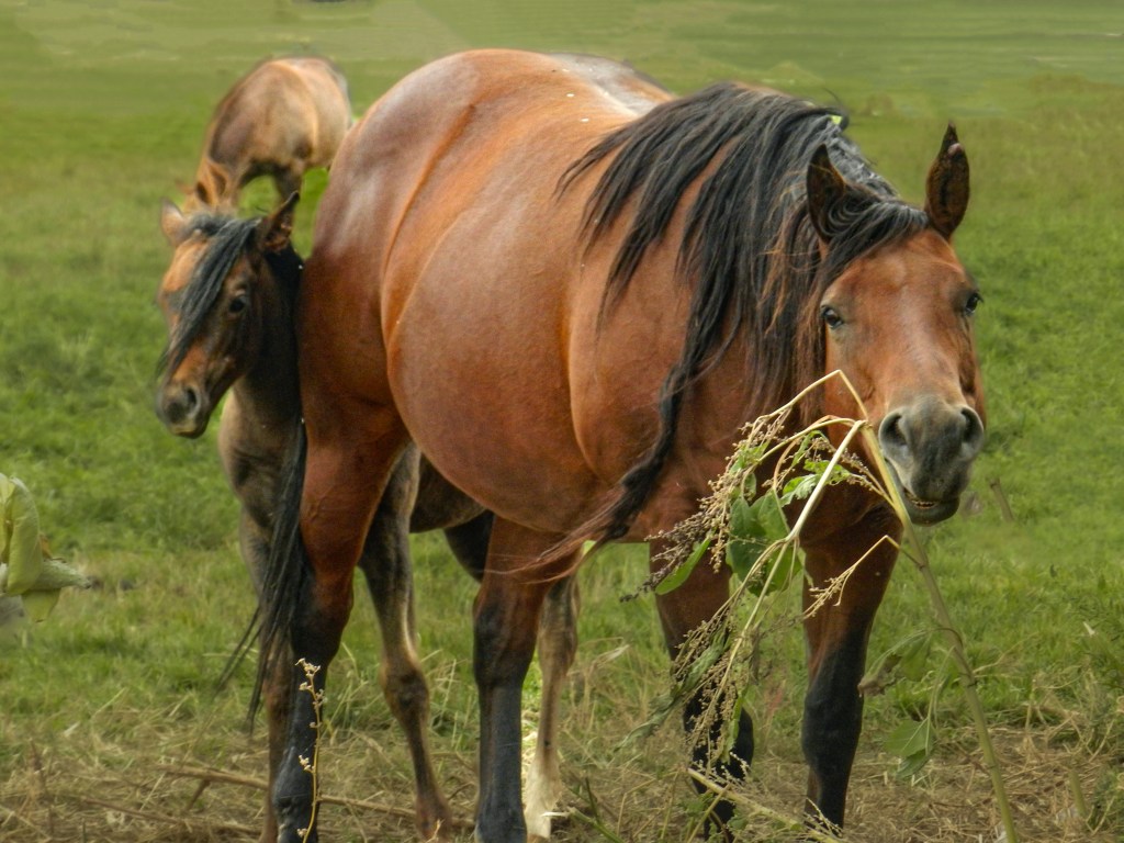 A beautiful photograph of a mother horse grazing with her foal