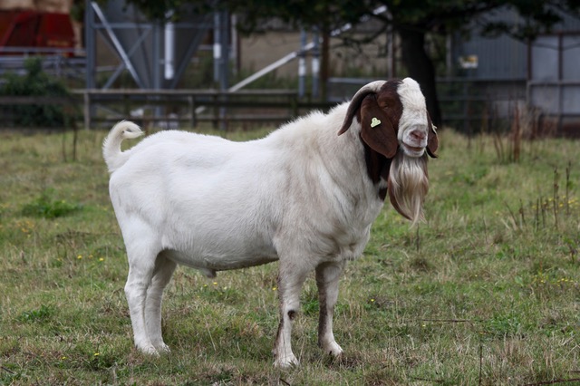 A billy goat
