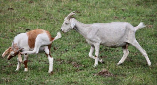 Two goats playing