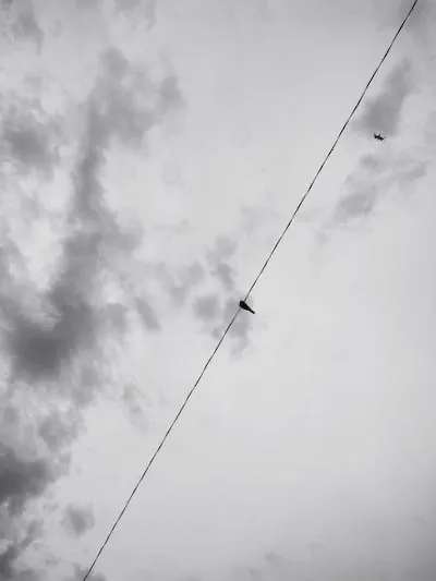 Single Bird by Julie A. Dickson