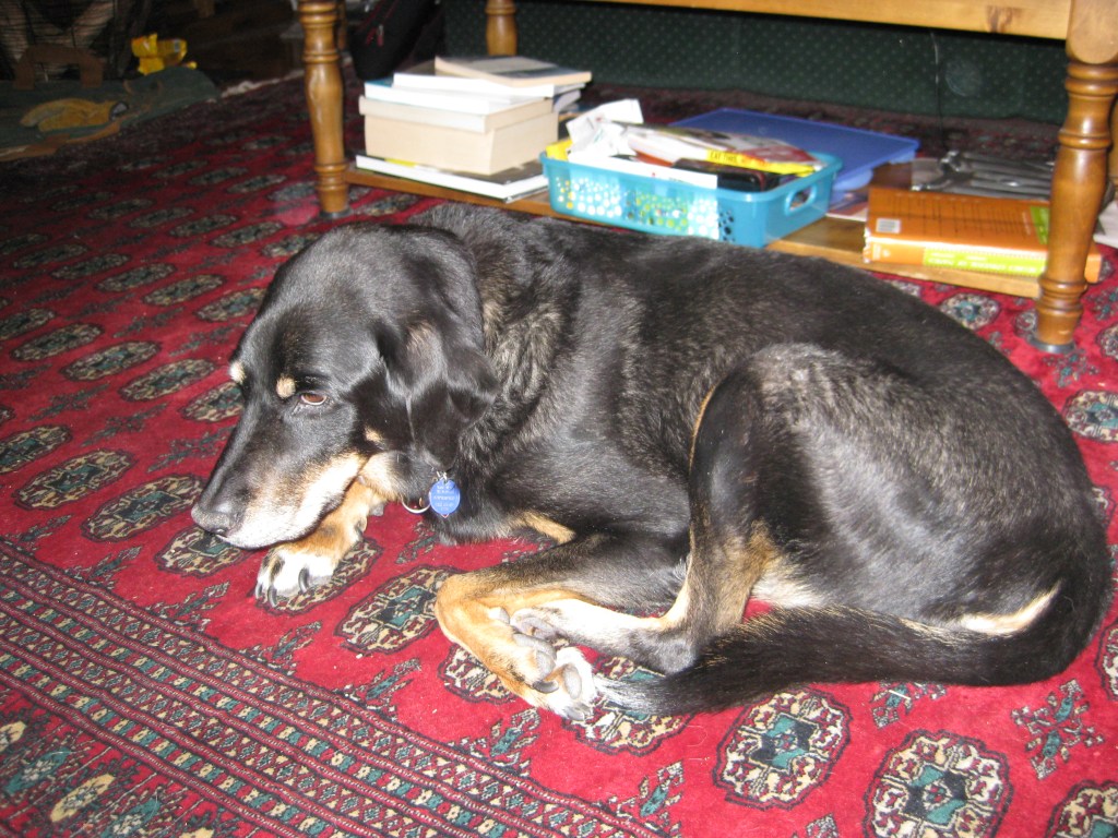 Picture of Andrew's second dog, Misti.