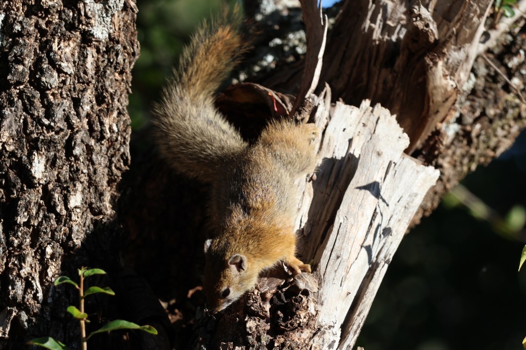 Tree squirrel running down a branch with its tail lifted up into the air