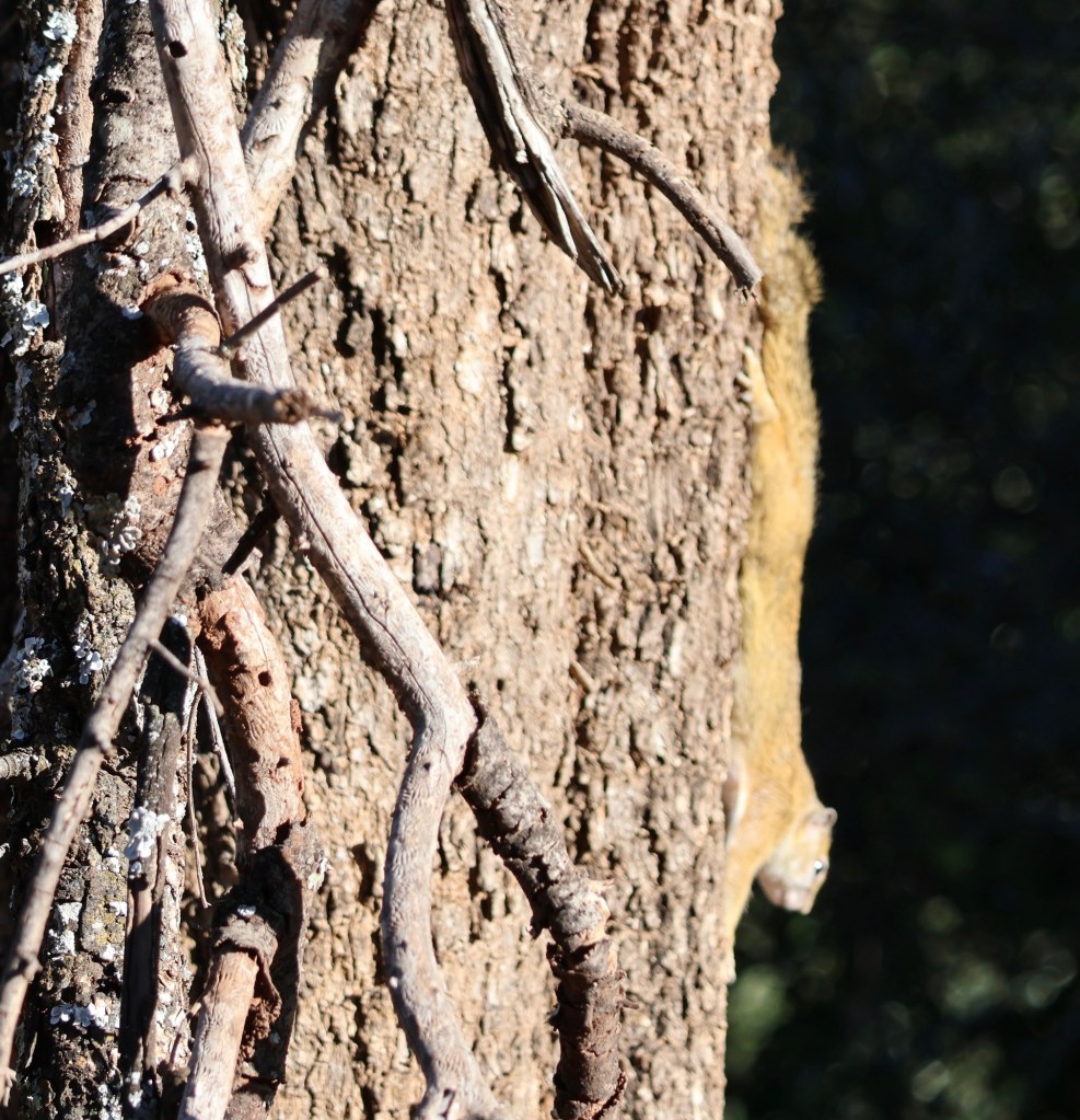 A different tree squirrel running down the trunk of the tree with its entire body and tail stretched out. 