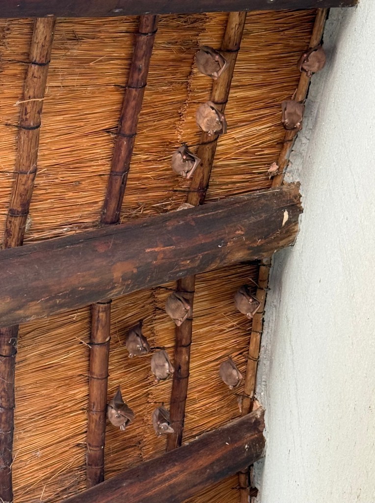 A photograph of some of the bats in the camp roosting under the eve