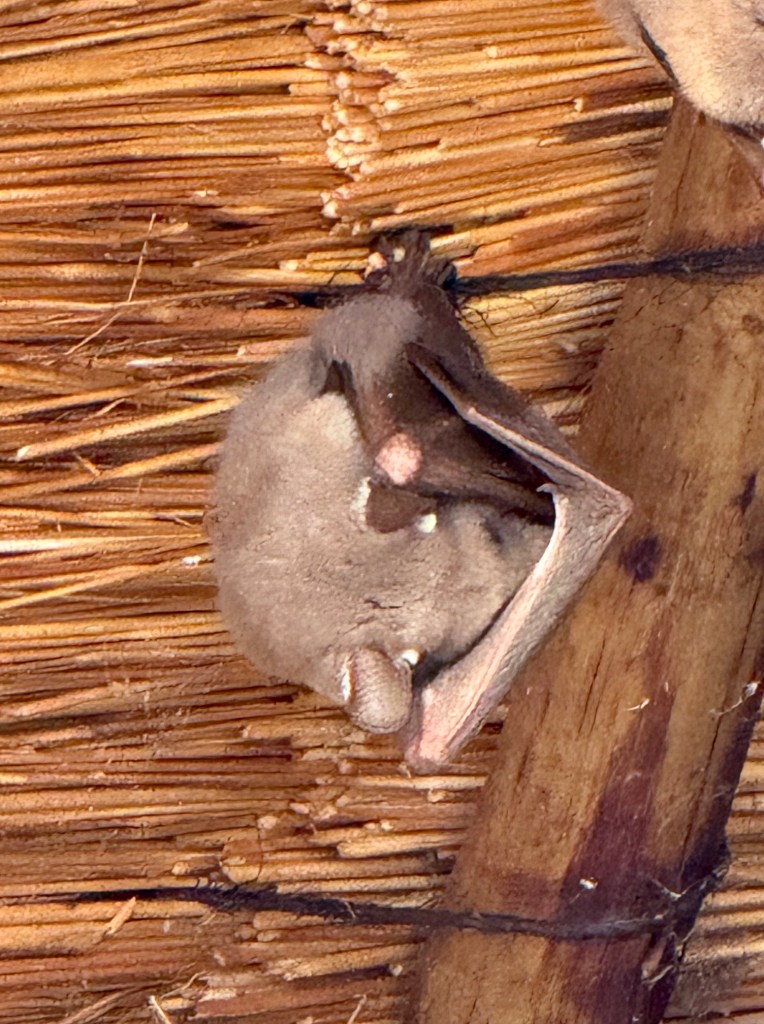 Bat with its head tucked under a wing