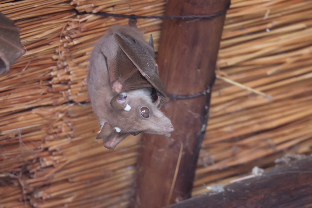 Bat with its canine-like face showing