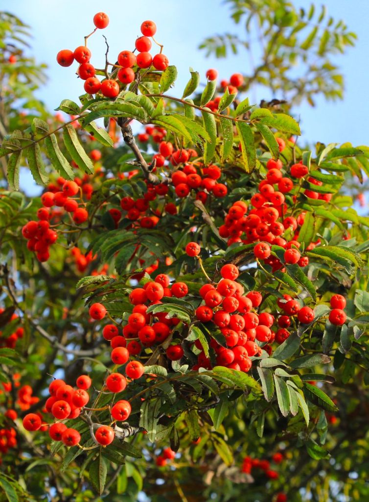 “UNDER A ROWAN TREE” by Strider Marcus&nbsp;Jones