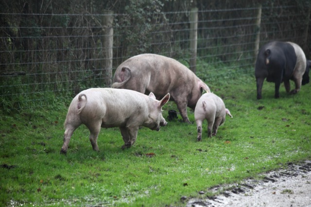 A light coloured pig with two piglets