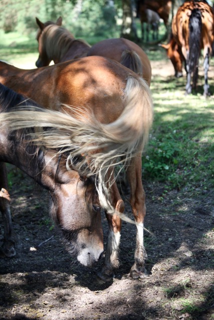 White tail of a bay horse