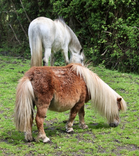 Two ponies, the first being a Shetland pony and the second more distant pony being white. 